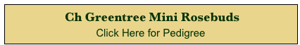 Ch Greentree Mini Rosebuds
Click Here for Pedigree 
