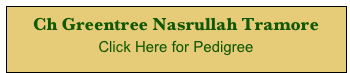 Ch Greentree Nasrullah Tramore
Click Here for Pedigree