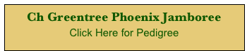 Ch Greentree Phoenix Jamboree
Click Here for Pedigree