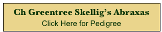 Ch Greentree Skellig’s Abraxas 
Click Here for Pedigree 