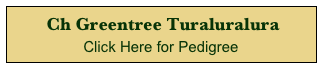  Ch Greentree Turaluralura 
Click Here for Pedigree 