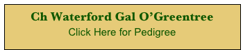 Ch Waterford Gal O’Greentree 
Click Here for Pedigree