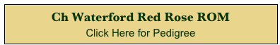 Ch Waterford Red Rose ROM 
Click Here for Pedigree 