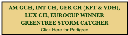 AM GCH, INT CH, GER CH (KFT & VDH),
LUX CH, EUROCUP WINNER
GREENTREE STORM CATCHER
Click Here for Pedigree