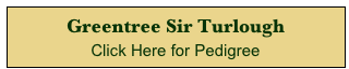 Greentree Sir Turlough
Click Here for Pedigree 