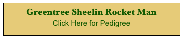 Greentree Sheelin Rocket Man  
Click Here for Pedigree