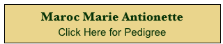 Maroc Marie Antionette
Click Here for Pedigree 