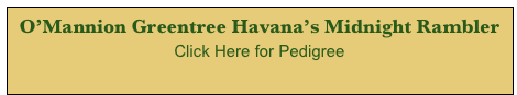 O’Mannion Greentree Havana’s Midnight Rambler
Click Here for Pedigree
